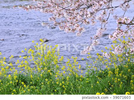 Cherry blossoms and rape blossoms-12585 39071603