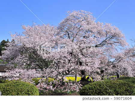 山櫻花-12,590 山櫻花-12,590 39071604