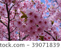 櫻桃樹 39071839