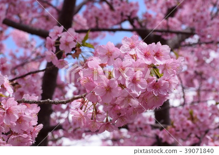 2018年櫻花 2018年櫻花 39071840