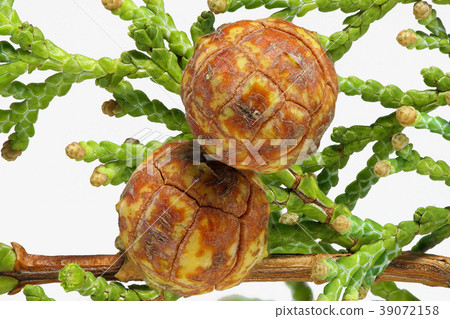 檜柏（深度合成） 39072158