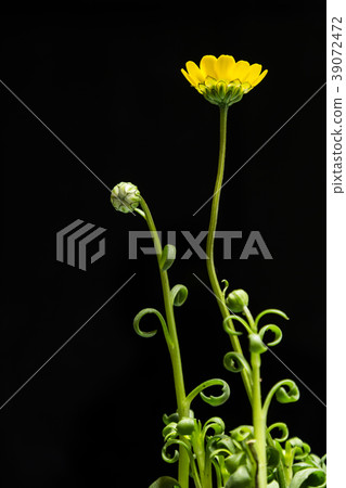 A plant of the chrysanthemum. Mulchicore. A plant of the chrysanthemum. Mulchicore. 39072472