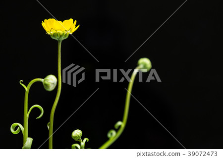 A plant of the chrysanthemum. Mulchicore. A plant of the chrysanthemum. Mulchicore. 39072473