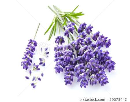 Lavender flowers on white background Lavender flowers on white background 39073442