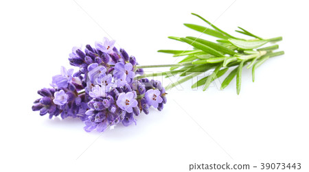 Lavender flowers in closeup Lavender flowers in closeup 39073443