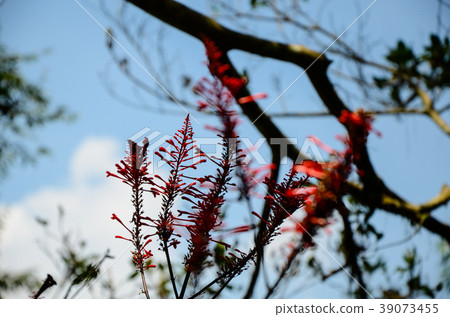 紅色玫瑰花，紅色圓環花 39073455