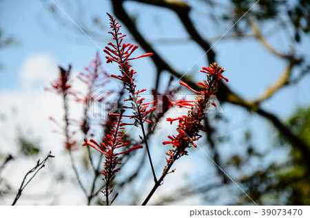 紅色玫瑰花，紅色圓環花 39073470