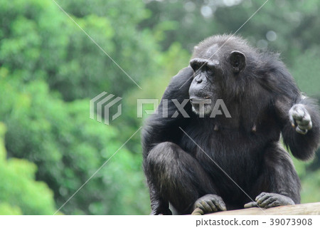 Chimpanzee Chimpanzee 39073908