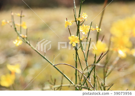 Oubai的花朵 39073956