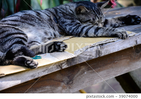 貓咪,野貓,虎斑貓 39074000