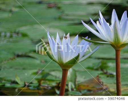 花 花 39074046