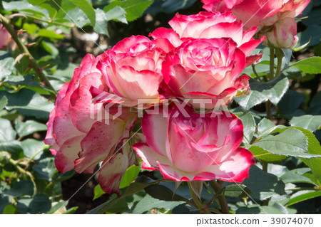 Maria Theresia 39074070