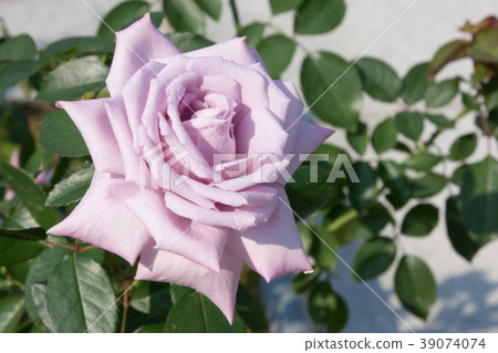 Madame Viole Madame Viole 39074074