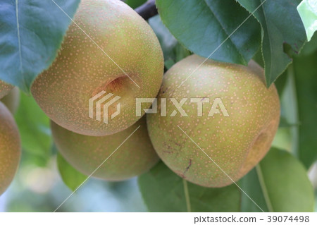 Pear hunting Pear hunting 39074498