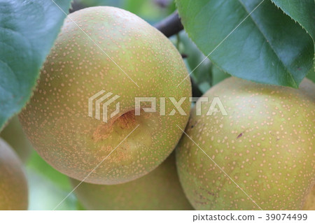 Pear hunting 39074499