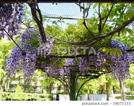 Tsuru is clockwise / Noda no Fuji Tsuru is clockwise / Noda no Fuji 39075153