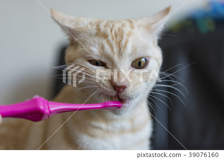 一隻貓刷牙刷 39076160
