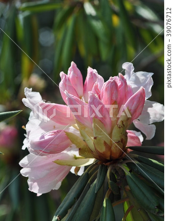 Rhododendron flower 39076712