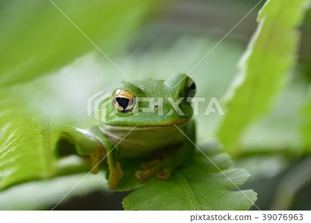 Schlegel frog Schlegel frog 39076963