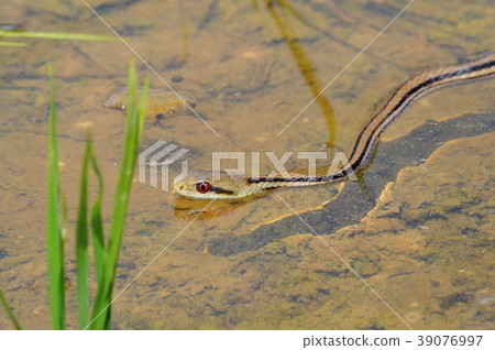 Zebra snake in spring rice field 39076997