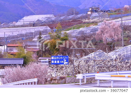 櫻桃樹 櫻桃樹 39077047