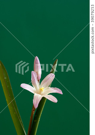 Thionodoxa card material 39079253