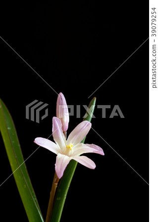 Thionodoxa card material 39079254