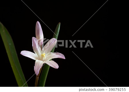 Thionodoxa card material Thionodoxa card material 39079255