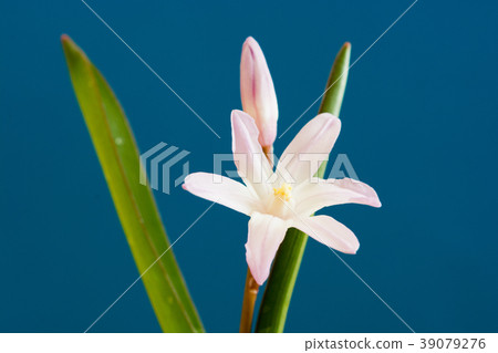 Thionodoxa card material 39079276