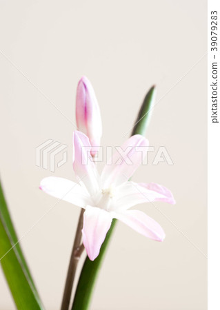 Thionodoxa卡材料 39079283