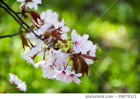 Cherry blossoms in full bloom Cherry blossoms in full bloom 39079321