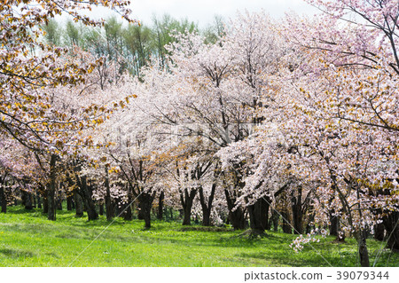 Cherry blossoms in full bloom Cherry blossoms in full bloom 39079344