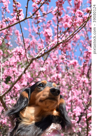 Cherry blossoms and a cute dog Cherry blossoms and a cute dog 39080124