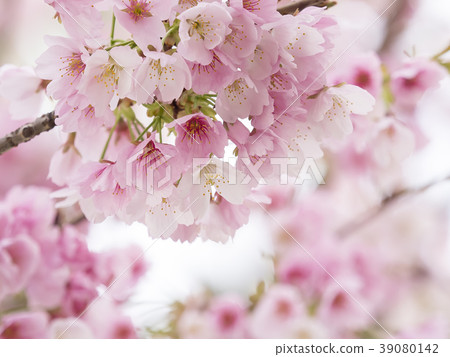 Sakura Up Sakura Up 39080142