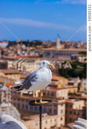 Seagull and Rome Italy cityscape 39080351