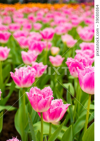 Taiwan, Shilin Office, Flower Season, Flower Exhibition 39080864