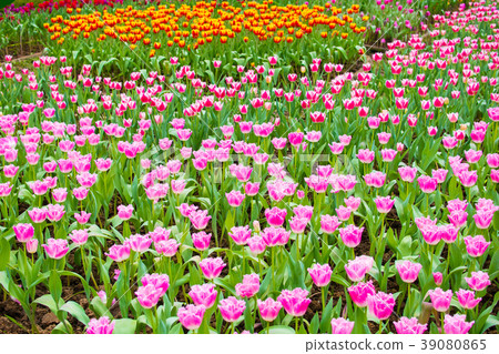 Taiwan, Shilin Office, Flower Season, Flower Exhibition 39080865