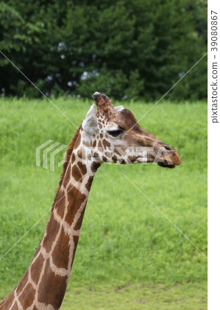 Amimekirin 149 Amimekirin 149 39080867