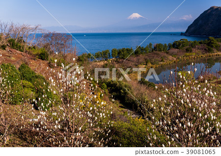 Ren Shiraki blooming West Izu Ida / Mt. Fuji over the sea Ren Shiraki blooming West Izu Ida / Mt. Fuji over the sea 39081065