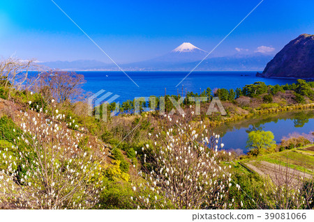 Ren Shiraki在海上盛開西伊豆Ida /富士山 Ren Shiraki在海上盛開西伊豆Ida /富士山 39081066