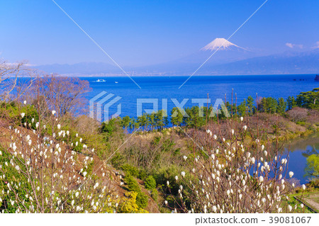 Ren Shiraki blooming West Izu Ida / Mt. Fuji over the sea Ren Shiraki blooming West Izu Ida / Mt. Fuji over the sea 39081067