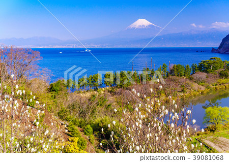 Ren Shiraki blooming West Izu Ida / Mt. Fuji over the sea Ren Shiraki blooming West Izu Ida / Mt. Fuji over the sea 39081068