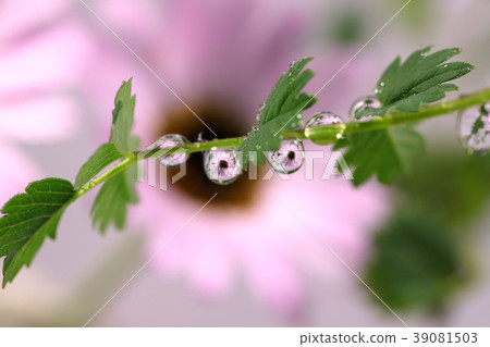 Flowers in water drops Flowers in water drops 39081503
