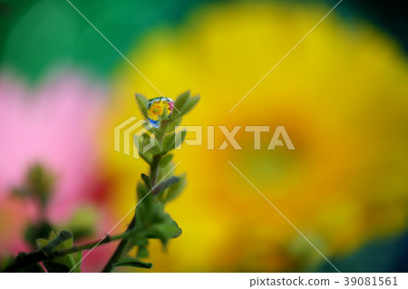 Flowers in water drops Flowers in water drops 39081561