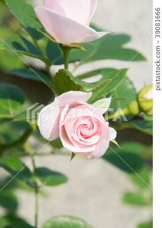 Aspirin Rose 39081666