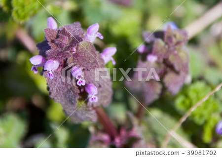 Princess Hanako's Flower 39081702