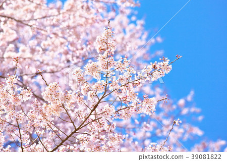 Cherry blossoms in blue sky 39081822