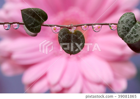 花在水中滴 花在水中滴 39081865