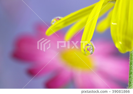 花在水中滴 39081866