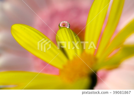 花在水中滴 39081867
